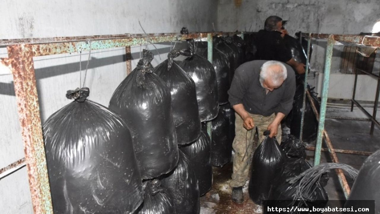 Okuduğu ilkokulun binasını kiralayıp mantar üretimi yaptı