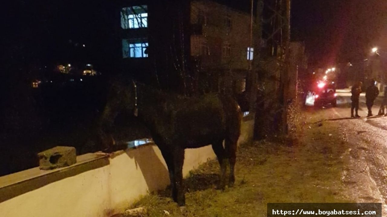 Ticari taksi, yola fırlayan başıboş ata çarptı  