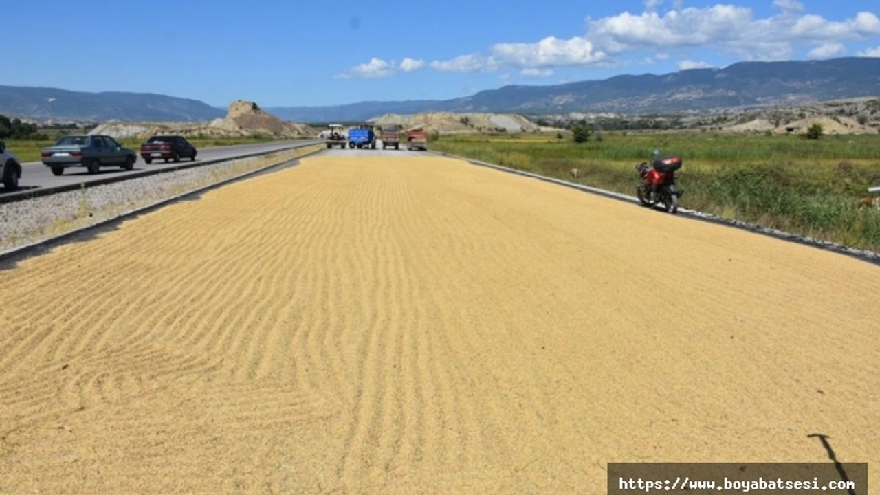 Boyabatlı üreticilerin merakla beklediği çeltik alım fiyatları açıklandı