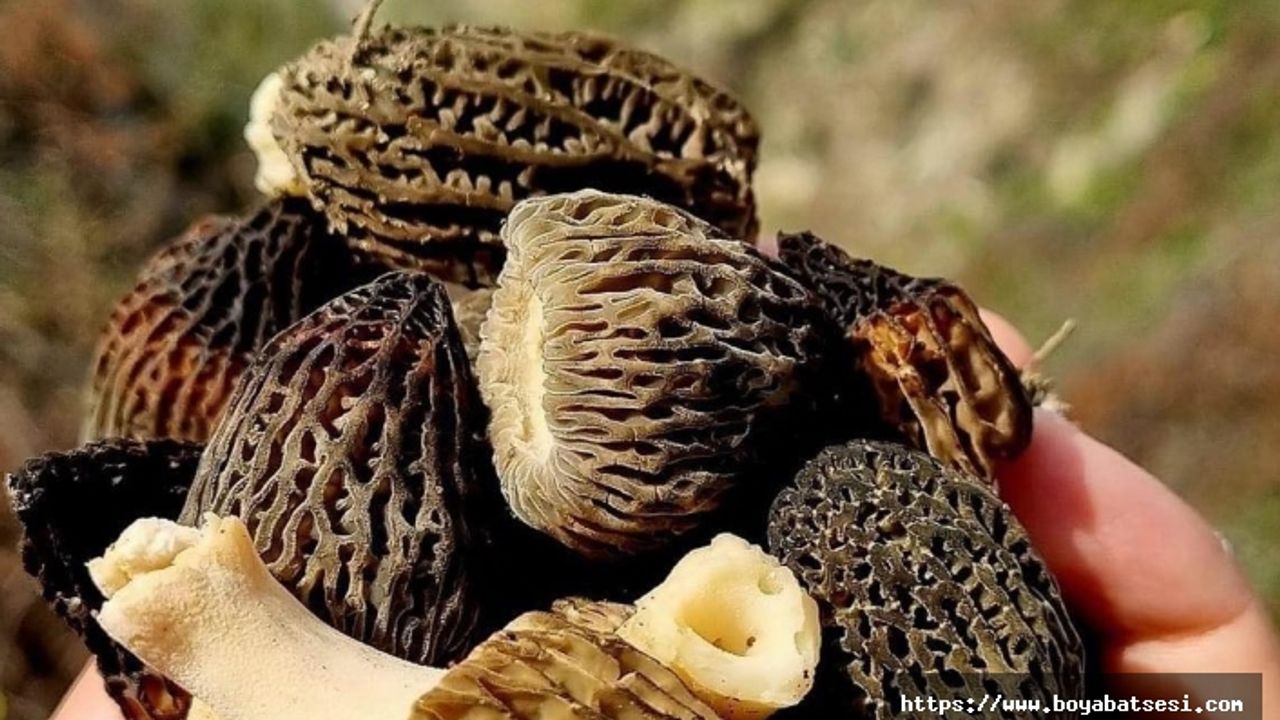 Boyabat’ta kuzu göbeği ( Höbelen) mantarı sezonu başladı