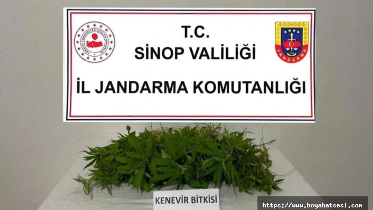 Boyabat’ta 226 kök kenevir ele geçirildi 