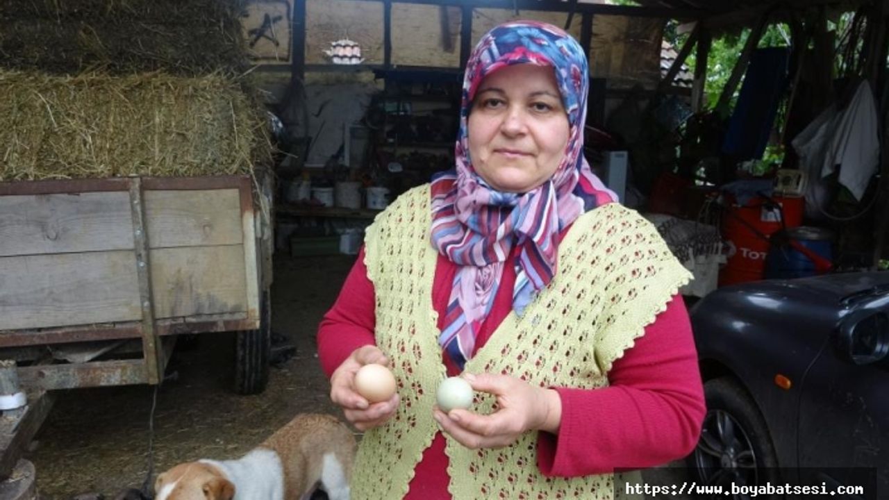 Bu tavuklar yüksek proteinli mavi yumurtluyor 