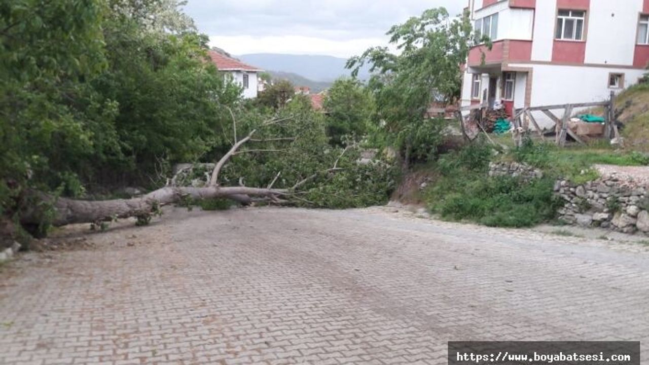 Boyabat’ta rüzgar ağacı devirdi yol kapandı !
