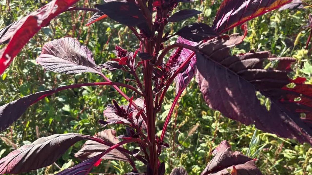 Kuraklığa Meydan Okuyan Bitki