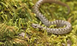 Boyabat’ta dünyanın en zehirli yılanı görüldü ! Nesli tehlike altında