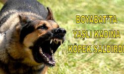 Boyabat’ta Yaşlı Kadına Başıboş Köpek Saldırdı: Mahalle Sakinleri Endişeli