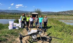 Boyabat'ta Drone ile Çeltik Ekimi Başladı