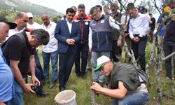 Delice Zeytin Ağaçları aşılanarak ekonomiye kazandırılması hedefleniyor