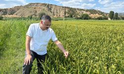 Boyabat’ta Damla sulama ve AWD yöntemi çeltik üretimine umut oluyor