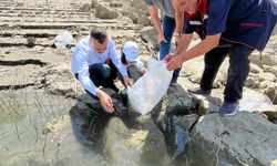 Boyabat'ta 158 bin yavru sazan baraj ve göletlere bırakıldı