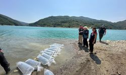 Boyabat Barajı’na 1 milyon yavru sazan bırakıldı