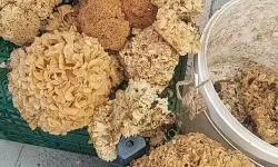 Boyabat ormanlarında yetişiyor!