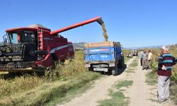 Boyabat'ta çeltik hasadı başladı
