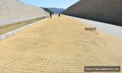Boyabat’ta çeltik kurutma geleneği bozulmadı