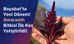 Boyabat’ta geleceğin bitkisi yetiştirilmeye başlandı