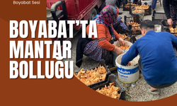 Boyabat’ta Kanlıca Mantarında Bereket Dönemi