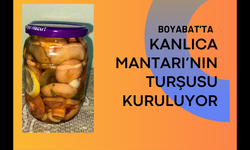 Boyabat’ta Kanlıca Mantarı’nın Turşusu Kuruluyor !