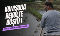 Boyabat'ta çeltik verimi nasıl ?