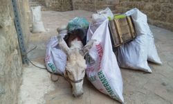 Kadrolu Eşekler’ Emekliye Ayrılıyor: Yeni Dönemin Mimarı Boyabatlı Mehmet Muslu