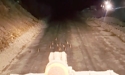 Keklik yavrularını fark edince çalışmasını durdurdu