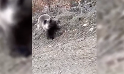 Boyabat'ta şok görüntü ! Mantar ararken ayıyla karşılaştı