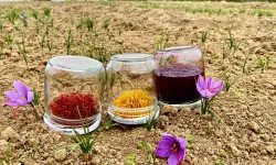 Dünyanın en değerli baharatı Sinop toprağında yetişiyor