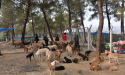 Hayvan severlerden "Boyabat Sokak Hayvanları Doğal Yaşam Alanına" yoğun ilgi