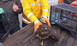 Boyabat–Durağan Yolunda Yaralı Doğan Bulundu : Tedavi İçin DKMP Ekiplerine Teslim Edildi