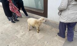Sahibinden Bir An Ayrılmadı: Kuzu Bankaya Böyle Girdi