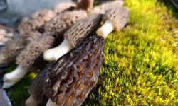 Boyabat’ta Kuzu Göbeği (Höbelen) Mantar Sezonu Başladı!