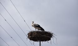 Leylekler geri dönmeye başladı