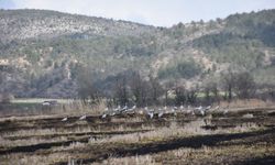 Telli Turnalar Cuma Ovası’nda mola verdi