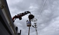 Leyleklerin güvenliği için direklere yapay platformlar sağlanıyor