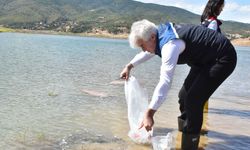 Asarcık Barajı’na 50 Bin Sazan Yavrusu Bırakıldı