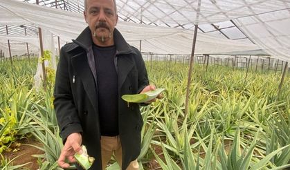 1 dekarla başladı 20 milyon TL kazanç bekliyor