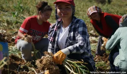 Boyabatlı bir çok aileye gelir kapısı olan sarımsak işçilerinin ücret ve çalışma koşulları belirlendi