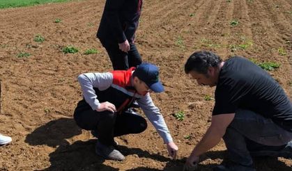 Boyabat’ta Zirai Don Hasarı İçin Hasar Tespit Çalışmaları Başladı