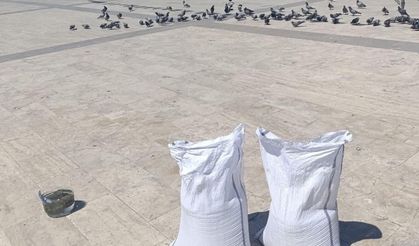 Boyabat’ta Dökülen Buğday Güvercinlerin Nasibi Oldu