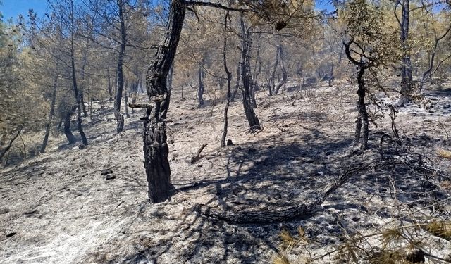 Korucuk Köyü’nde orman yangını 3,5 hektarlık alan zarar gördü !