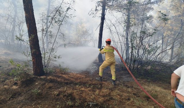 Boyabat'ta çıkan orman yangını kısa sürede söndürüldü