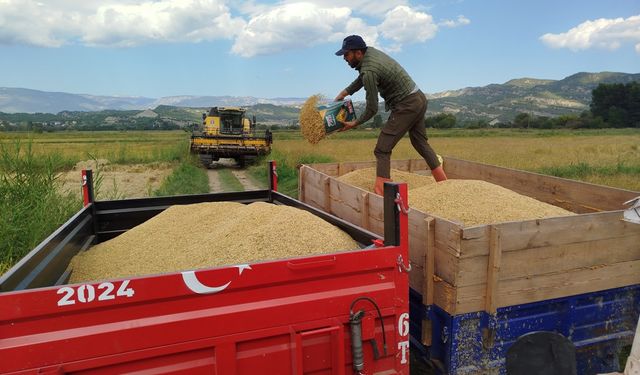 Boyabat’ta çeltik hasadı başladı