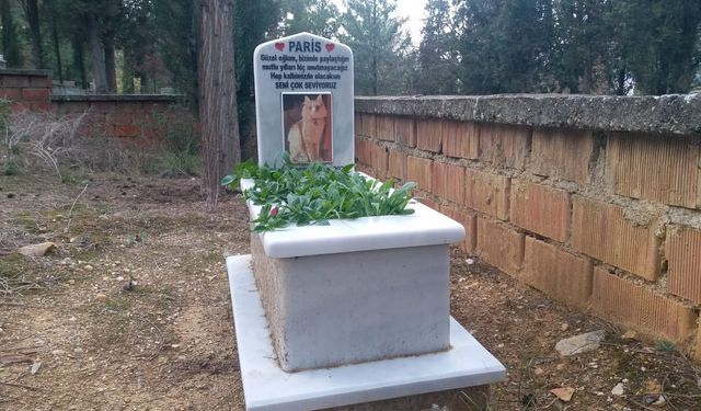Boyabatlı hayvansever kedisi için özel mezar yaptırdı