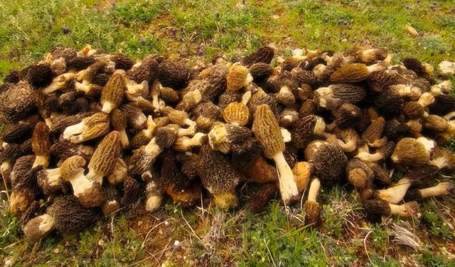 Boyabatlılar Dağlarda Mantar Bolluğu Yaşıyor: Höbelen Şifası Toprakla Buluştu
