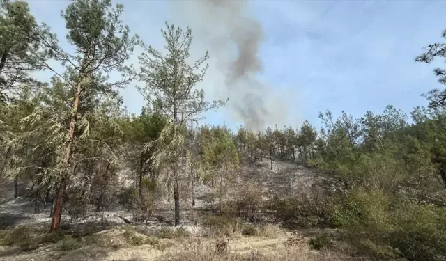 Ormanlara giriş yasağı 1 Haziranda başlayacak