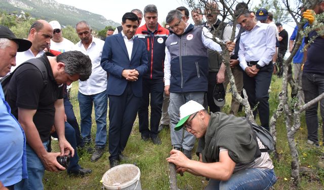 Delice Zeytin Ağaçları aşılanarak ekonomiye kazandırılması hedefleniyor