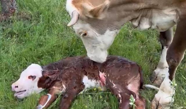 Boyabat’ta doğum yapan inek drone ile bulundu