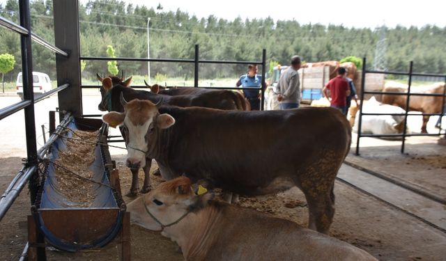 Boyabat ilçesinde hayvan pazarı açıldı