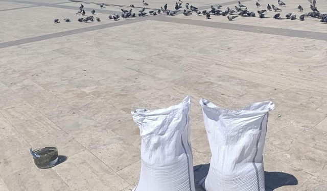 Boyabat’ta Dökülen Buğday Güvercinlerin Nasibi Oldu