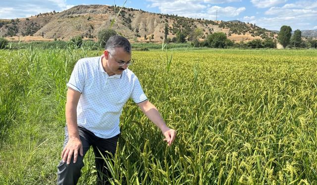 Boyabat’ta Damla sulama ve AWD yöntemi çeltik üretimine umut oluyor