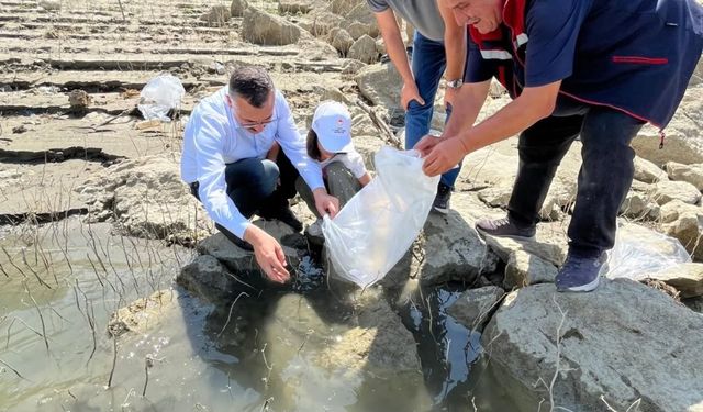 Boyabat'ta 158 bin yavru sazan baraj ve göletlere bırakıldı